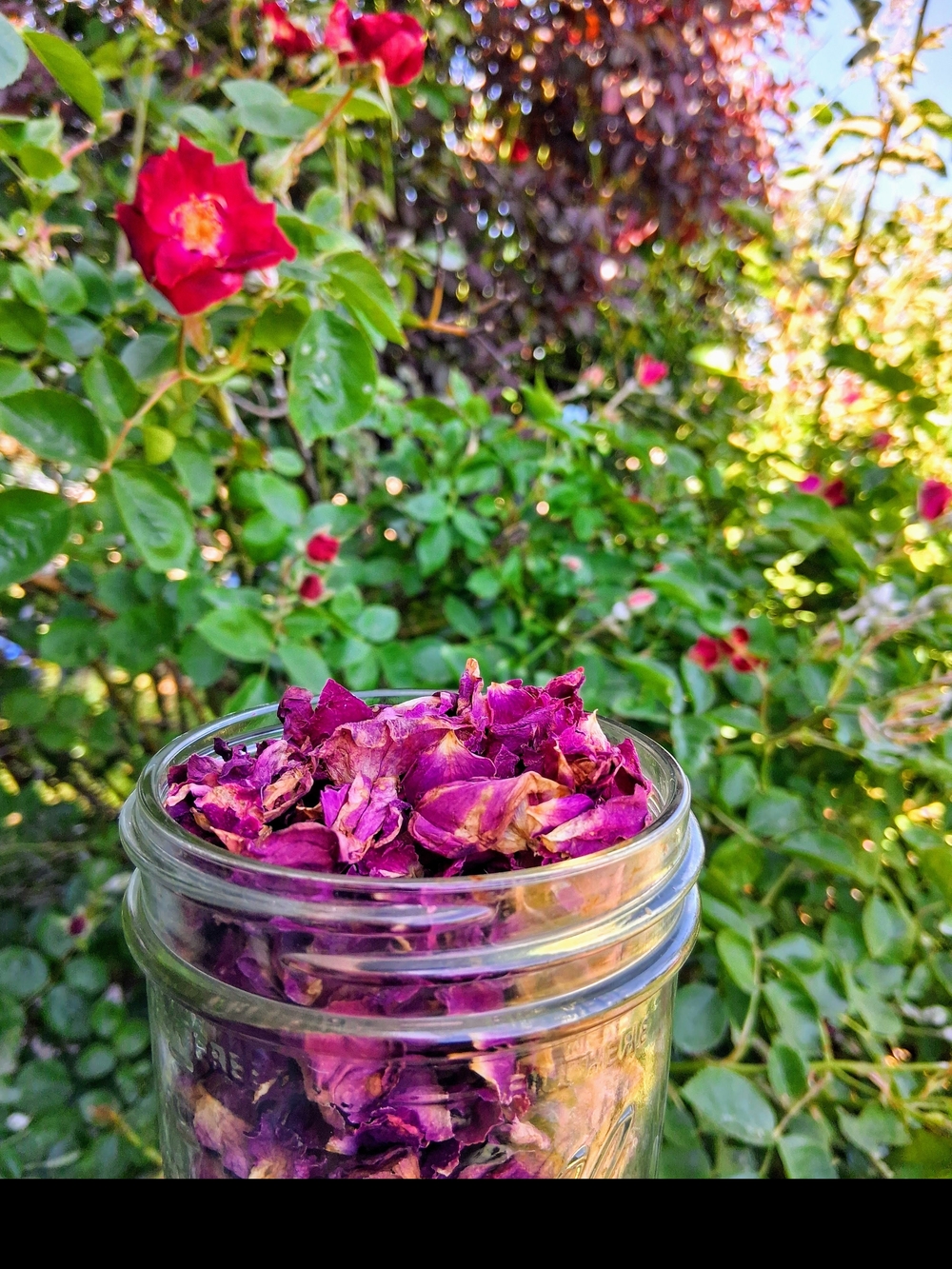 Healing Rose and Peppermint Salve 4oz Glass Jar - Picture 3 of 3